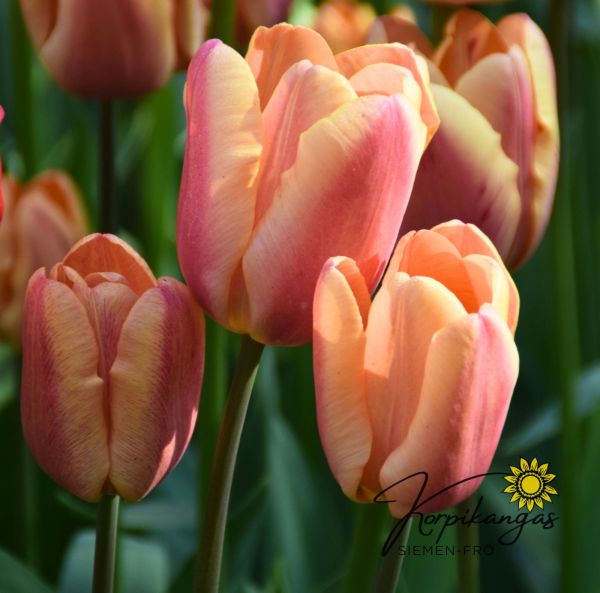 Keskiaikainen tulppaani, Triumph Keskiaikainen tulppaani, Triumph